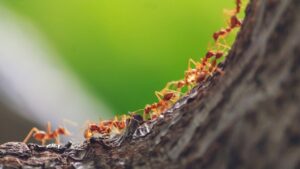 Come evitare che le formiche mangino la tua pianta?