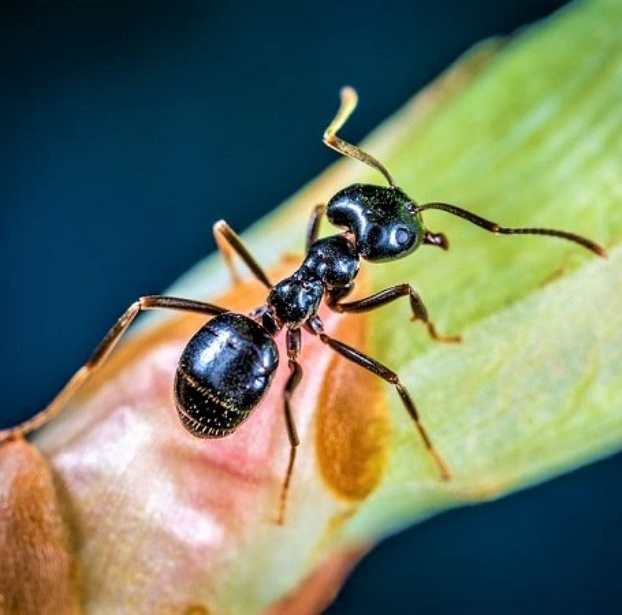 Formiche, come allontanarle dal giardino