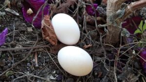 Come utilizzare un uovo intero per migliorare la crescita di una pianta?