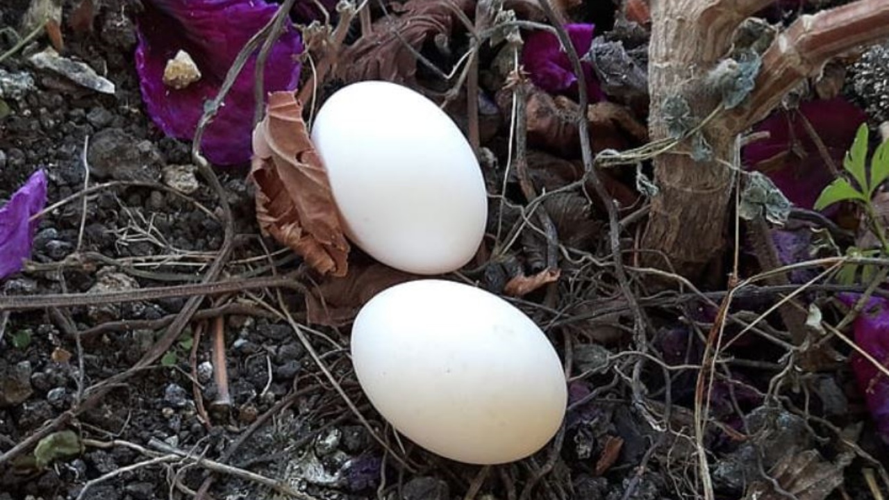Uovo, ingrediente principale per fertilizzante per piante