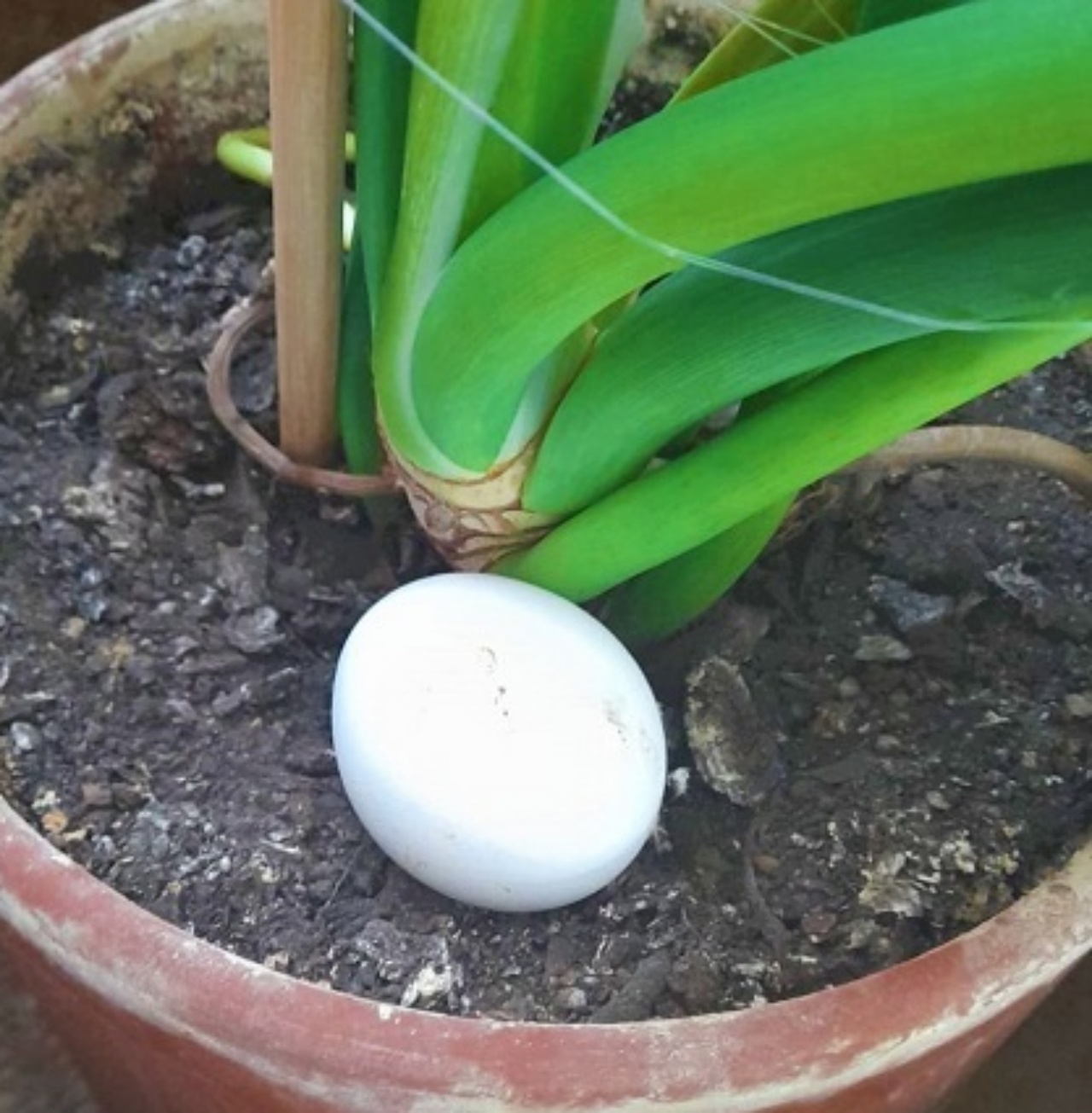 Uovo, ingrediente principale per fertilizzante per piante