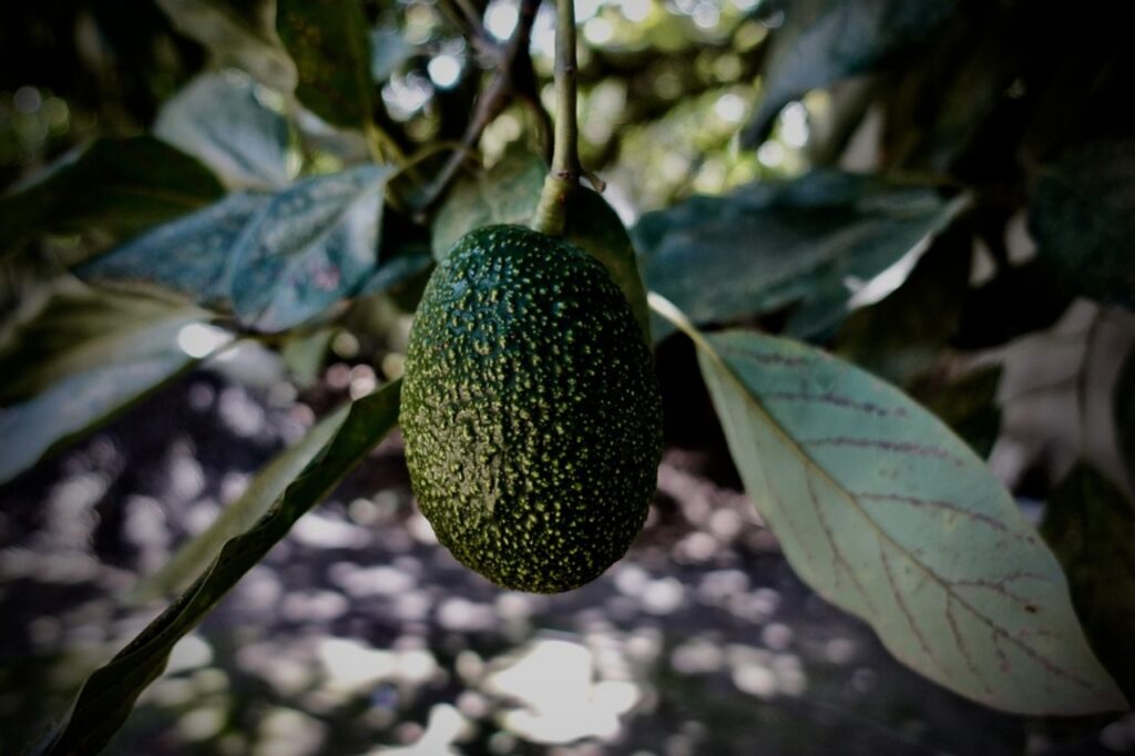 Frutto dell'albero di avocado