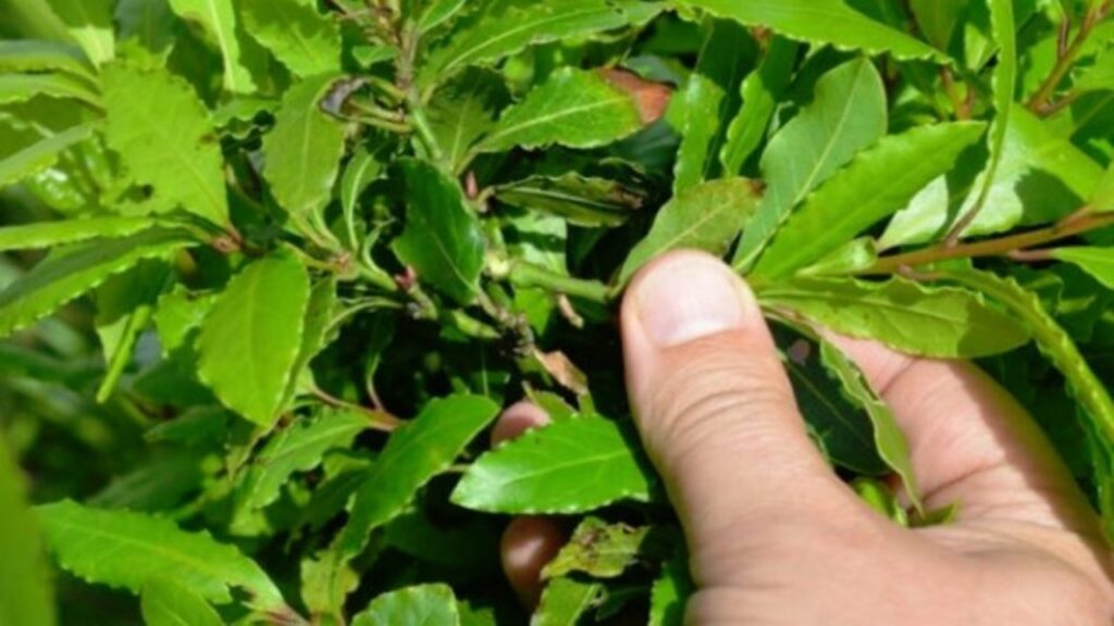 benefici per la salute delle foglie di alloro