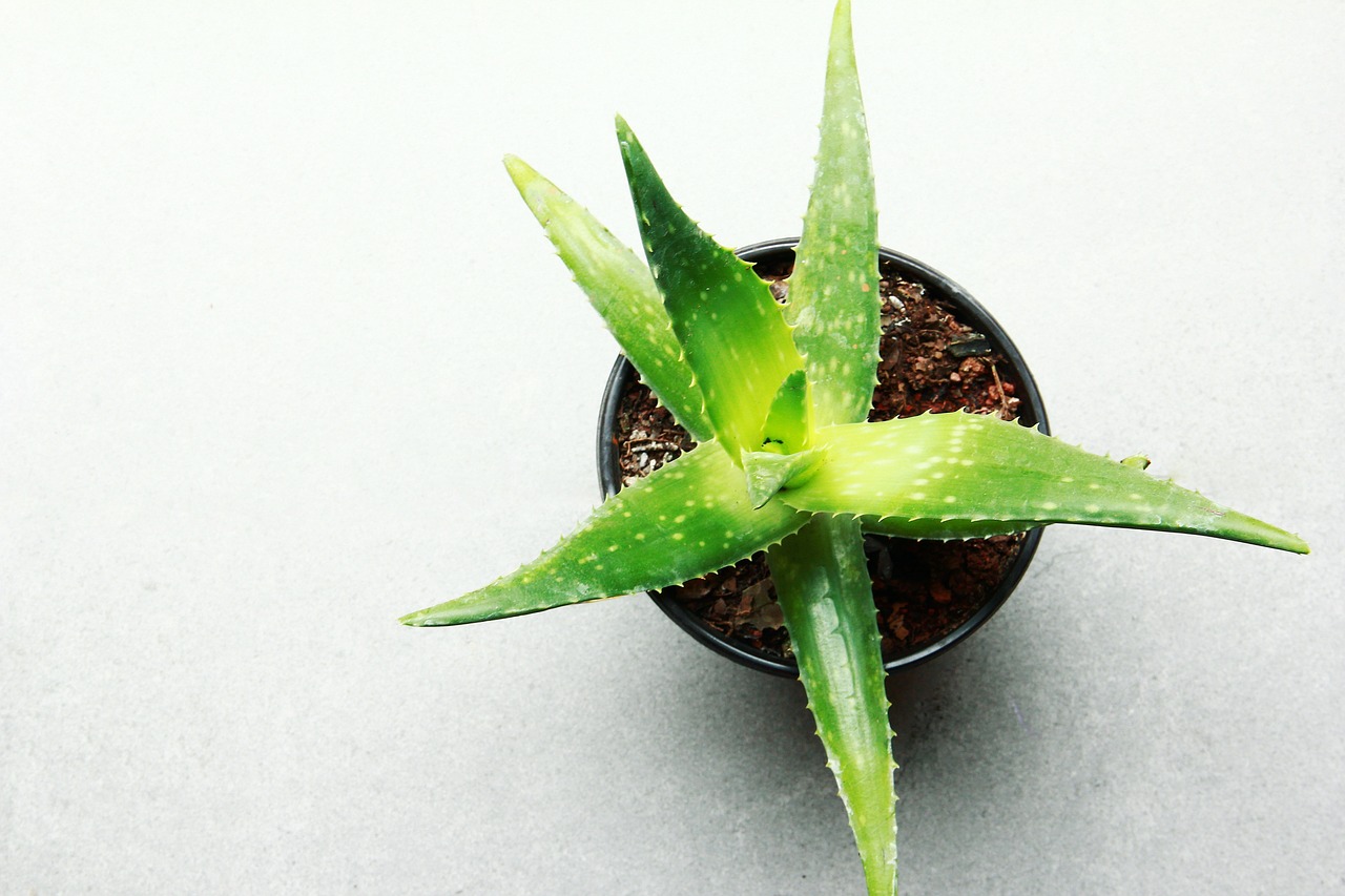 pianta di aloe vera in vaso