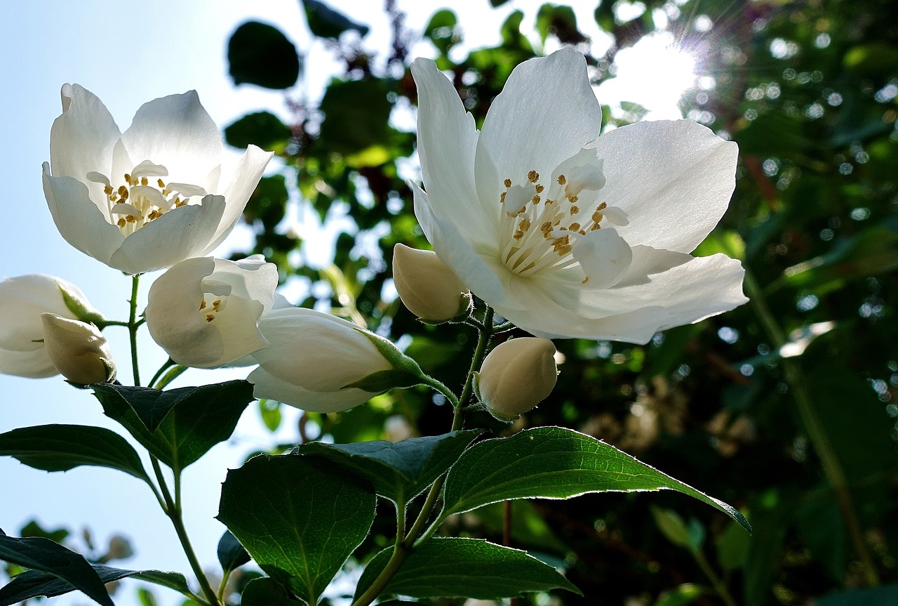 fiori di gelsomino