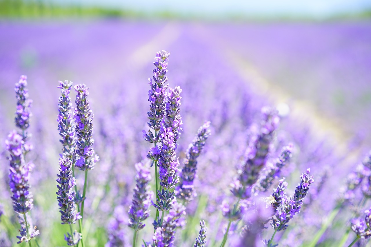 fiori di lavanda