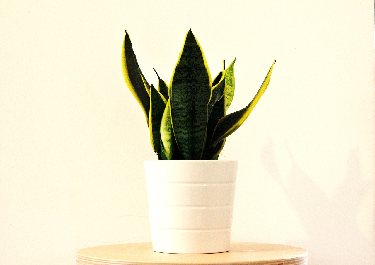 sansevieria in vaso