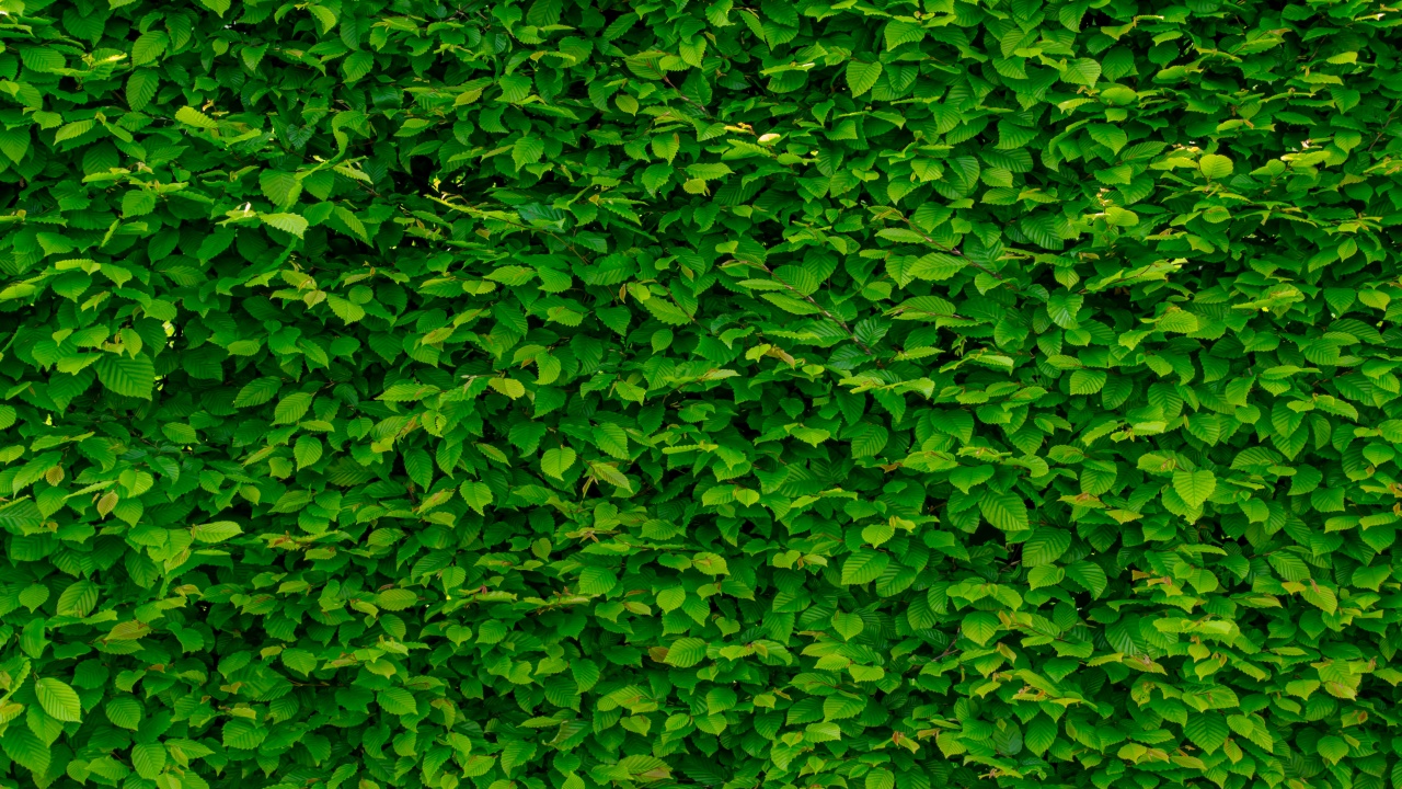 muri verdi con foglie