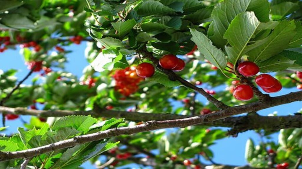 si-possono-potare-rami-radici-e-alberi-del-vicino-che-sporgono-nel-mio