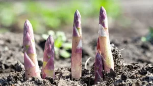 Asparagi: ecco come coltivarli nel proprio giardino