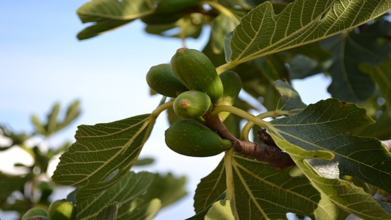 foglie e frutti del Ficus