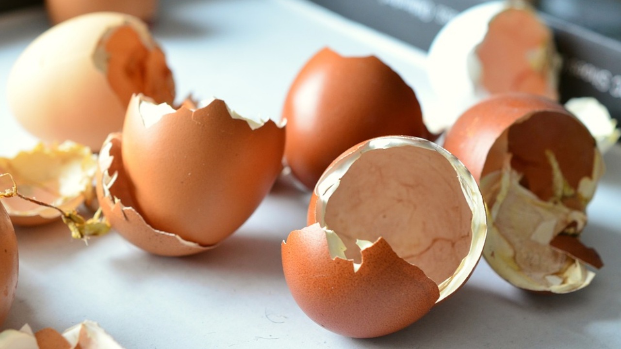 gusci delle uova, ecco come utilizzarli sulle piante