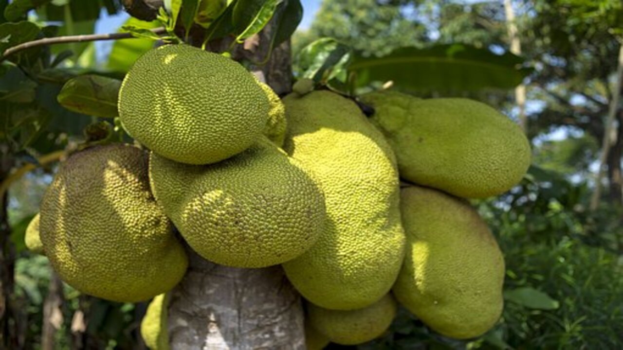 frutto tropicale
