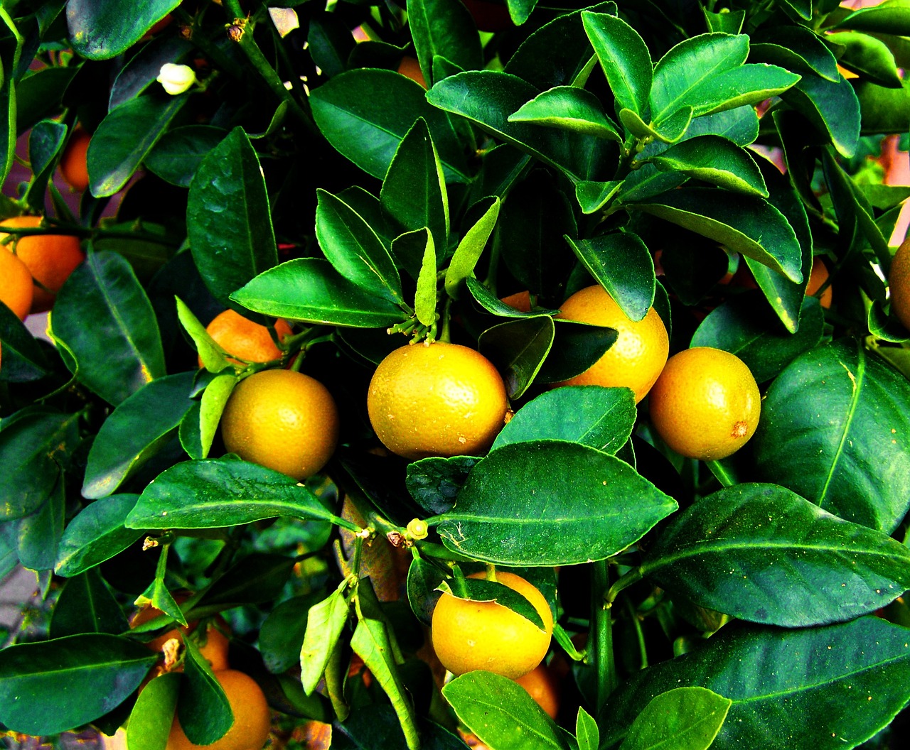 pianta di mandarino