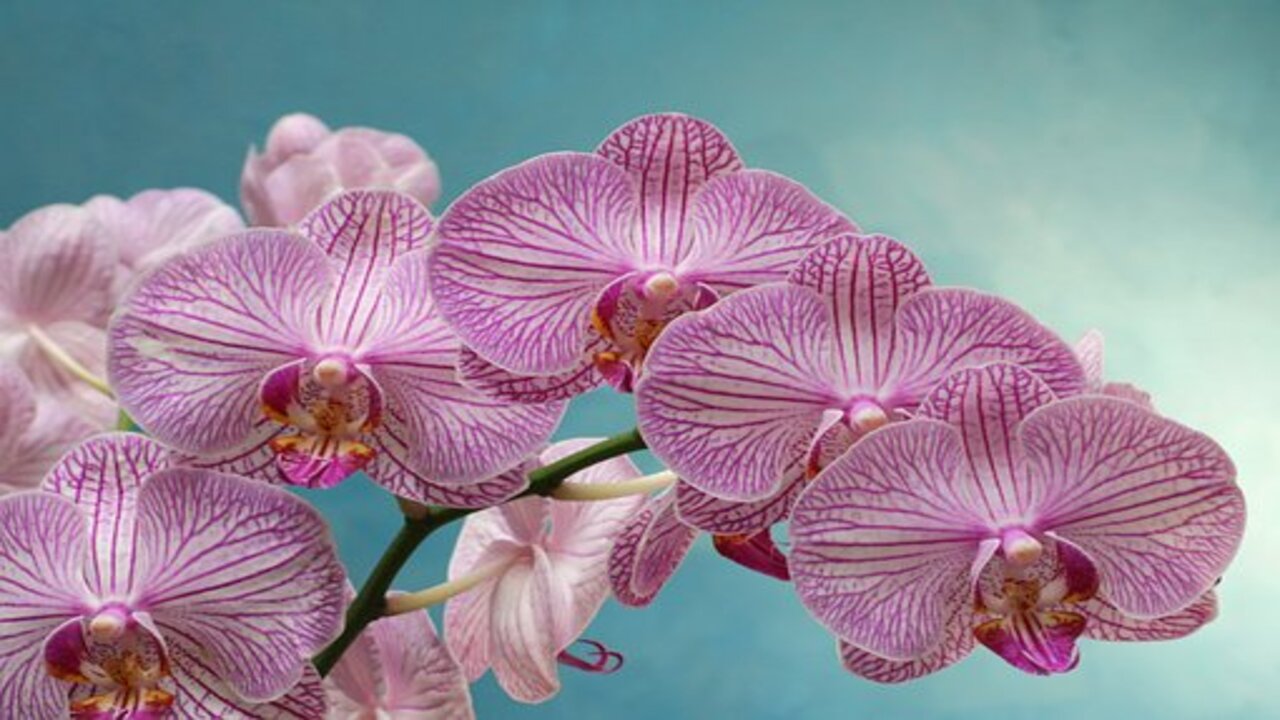 orchidea striata