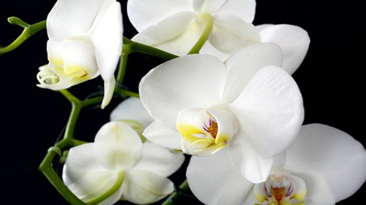 fiore di orchidea