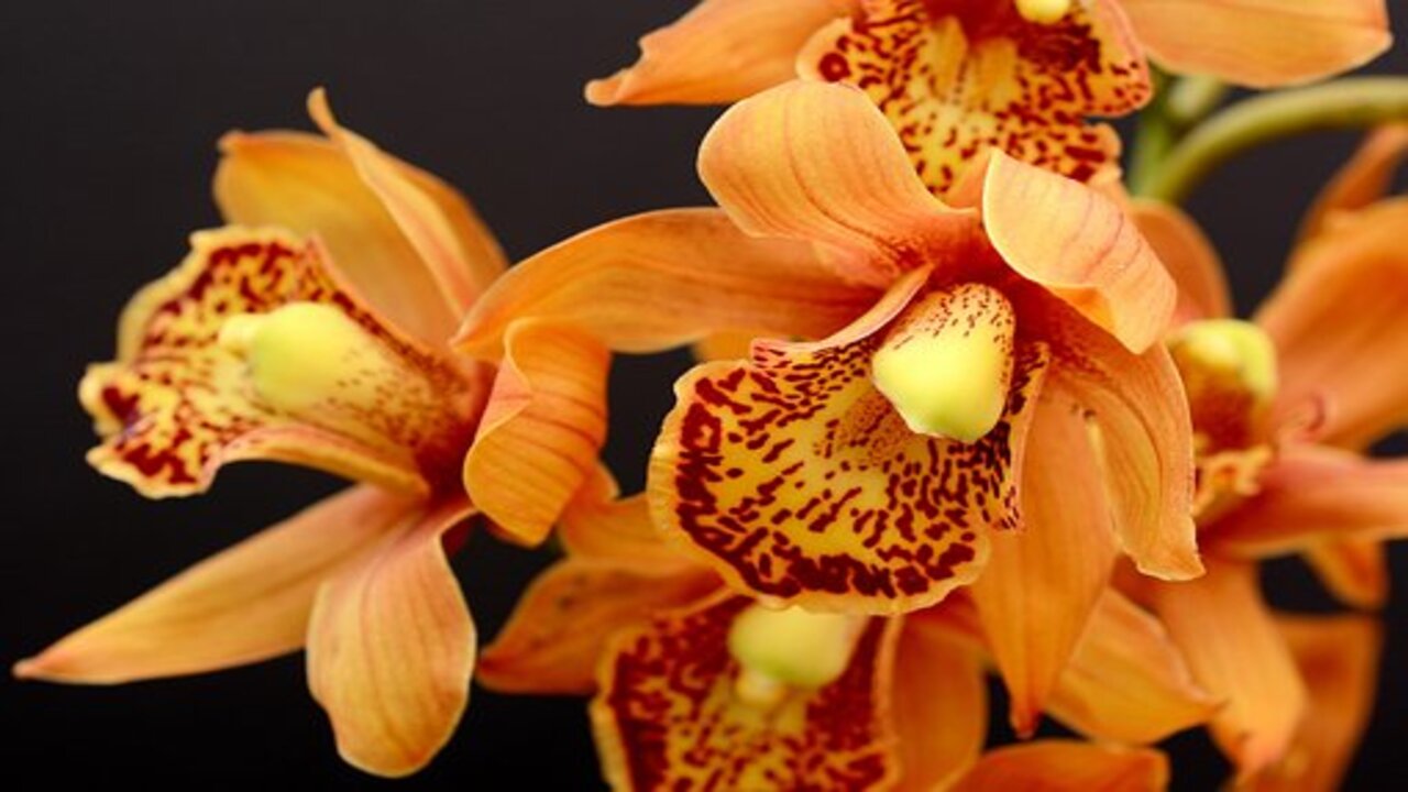 orchidea puntinata