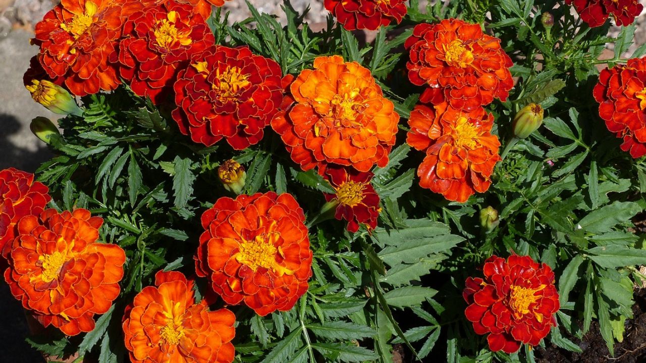 pianta con fiori rossi e arancioni