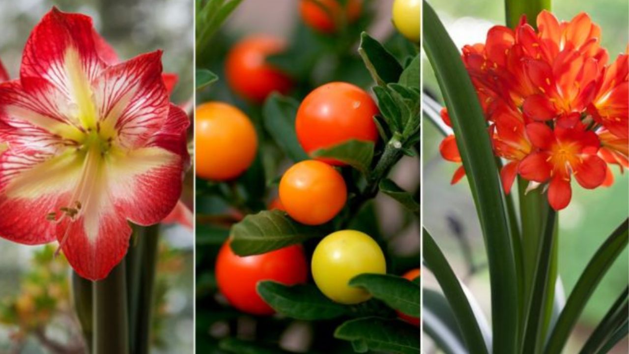 piante con fiori rossi
