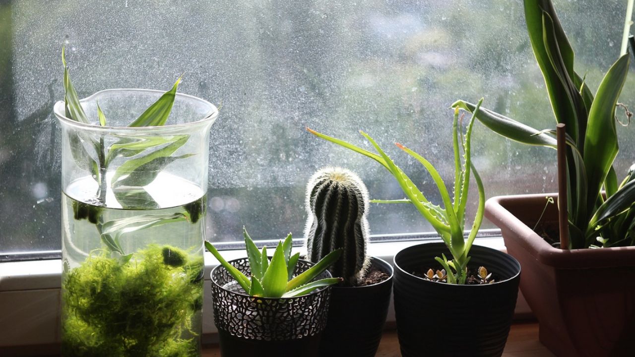 piante verdi sul davanzale della finestra
