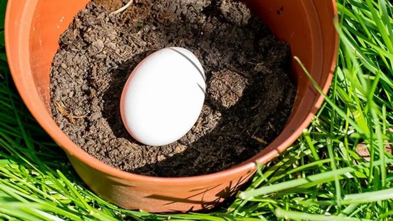 uovo e fertilizzanti naturali
