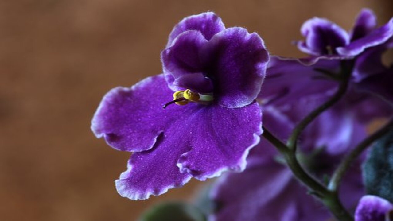 violetta africana