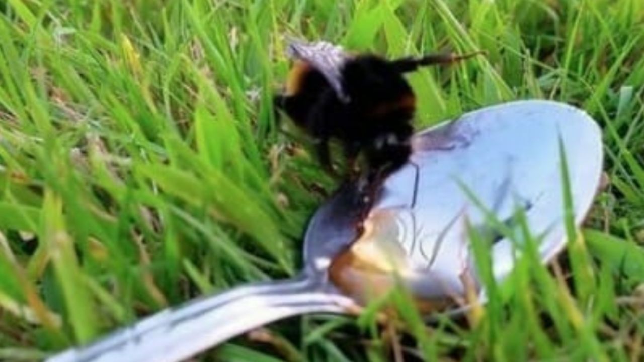 ape che atterra sull'erba