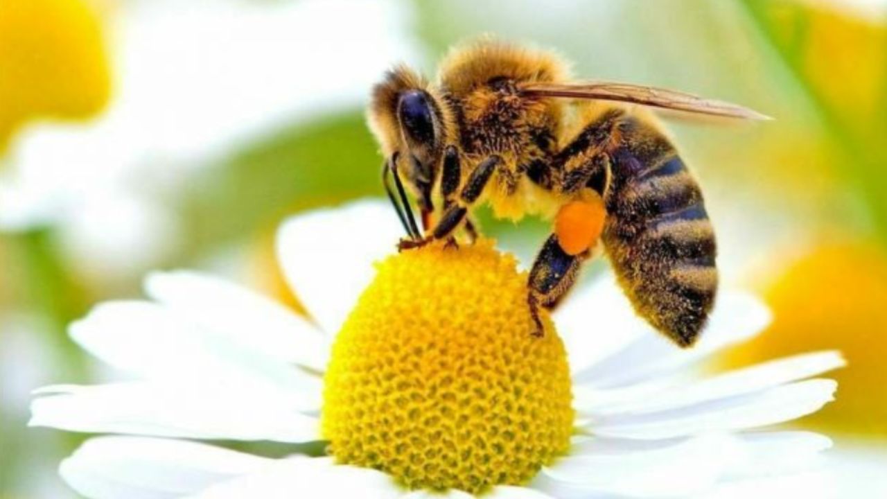 ape che succhia il nettare di un fiore