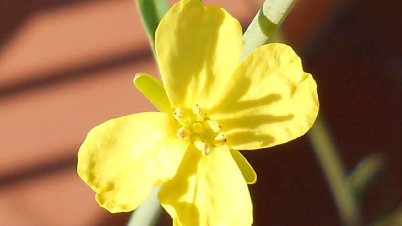 fiorellino giallo