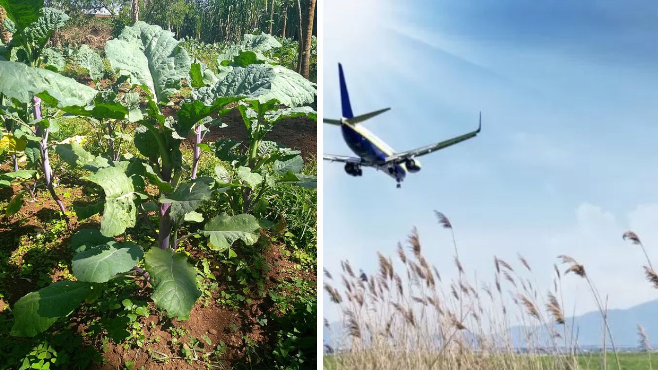 piante in natura e aereo che vola
