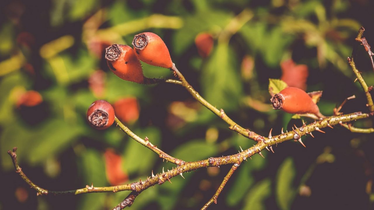 frutti rossi e ramo spinato
