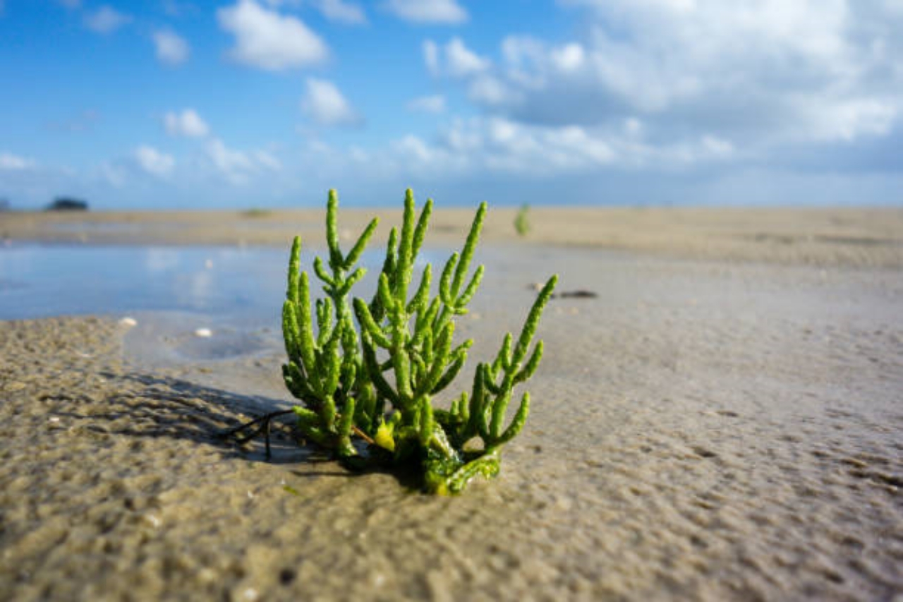 asparago di mare: salicornia