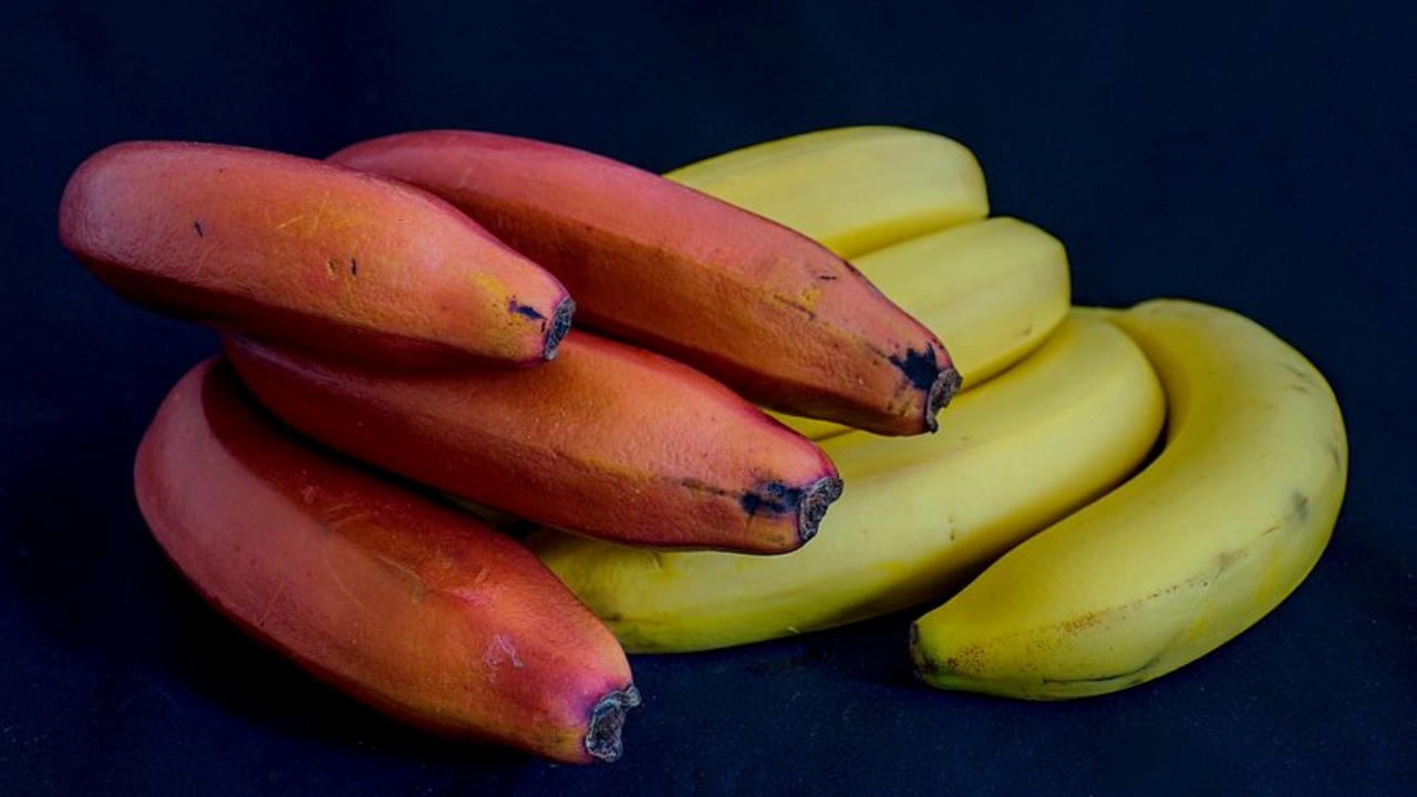 banane rosse vs gialle