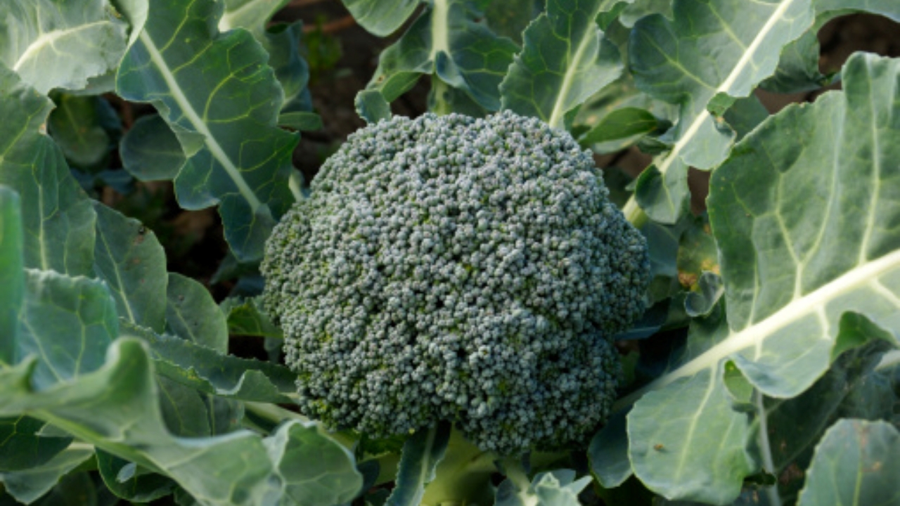 pianta di broccoli