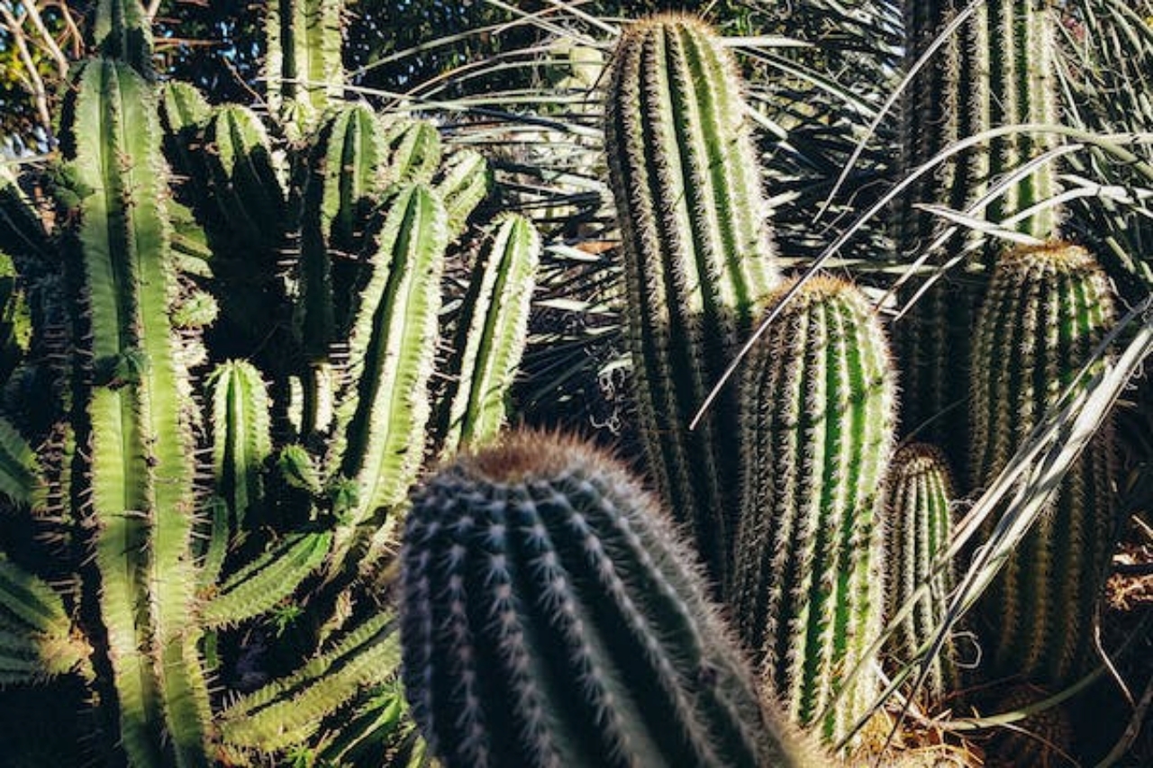 cactus: pianta bassa manutenzione