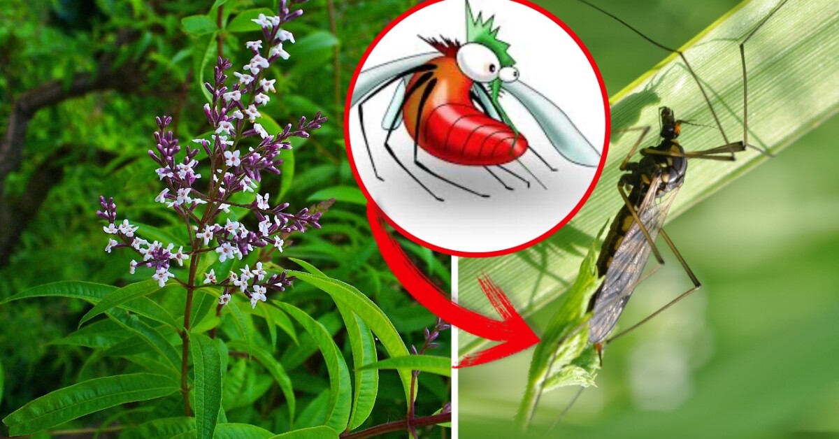 La pianta che allontana le zanzare e profuma l'intero giardino: scopri
