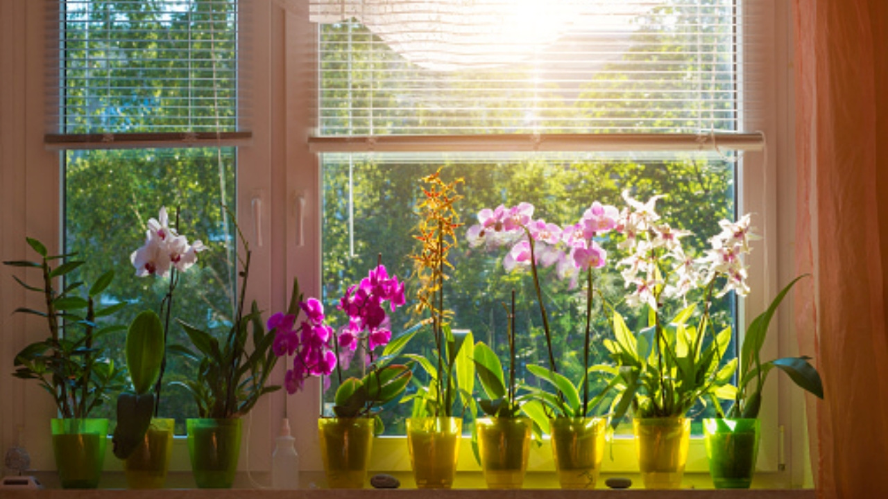 orchidee per eliminare condensa