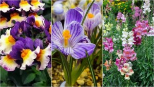 7 bellissimi fiori blu e arancioni: scopriamoli insieme