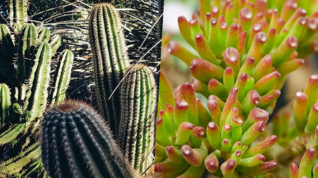 pianta bassa manutenzione cactus crassula