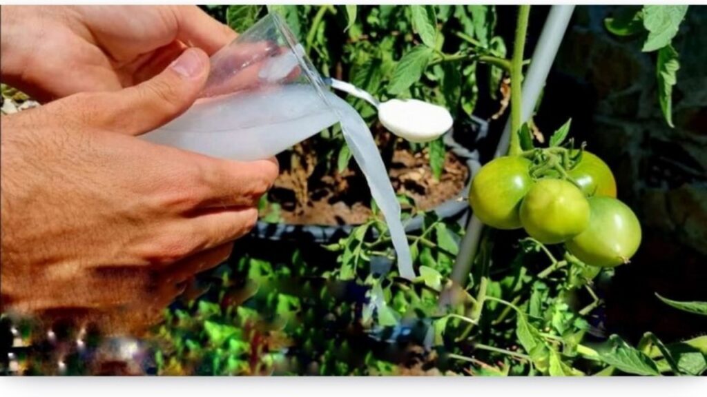 Fertilizzante Solido Naturale FERTIMAX - Concime Organico Per Piante Interne, Esterne, Giardino E Prato