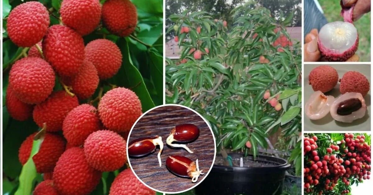 Se vuoi sapere come coltivare un albero di litchi abbiamo la risposta