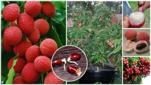 Se vuoi sapere come coltivare un albero di litchi abbiamo la risposta per te