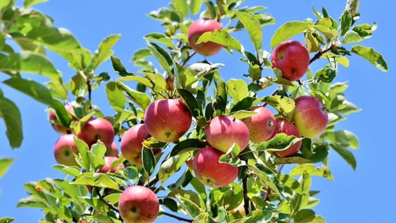 albero di mela