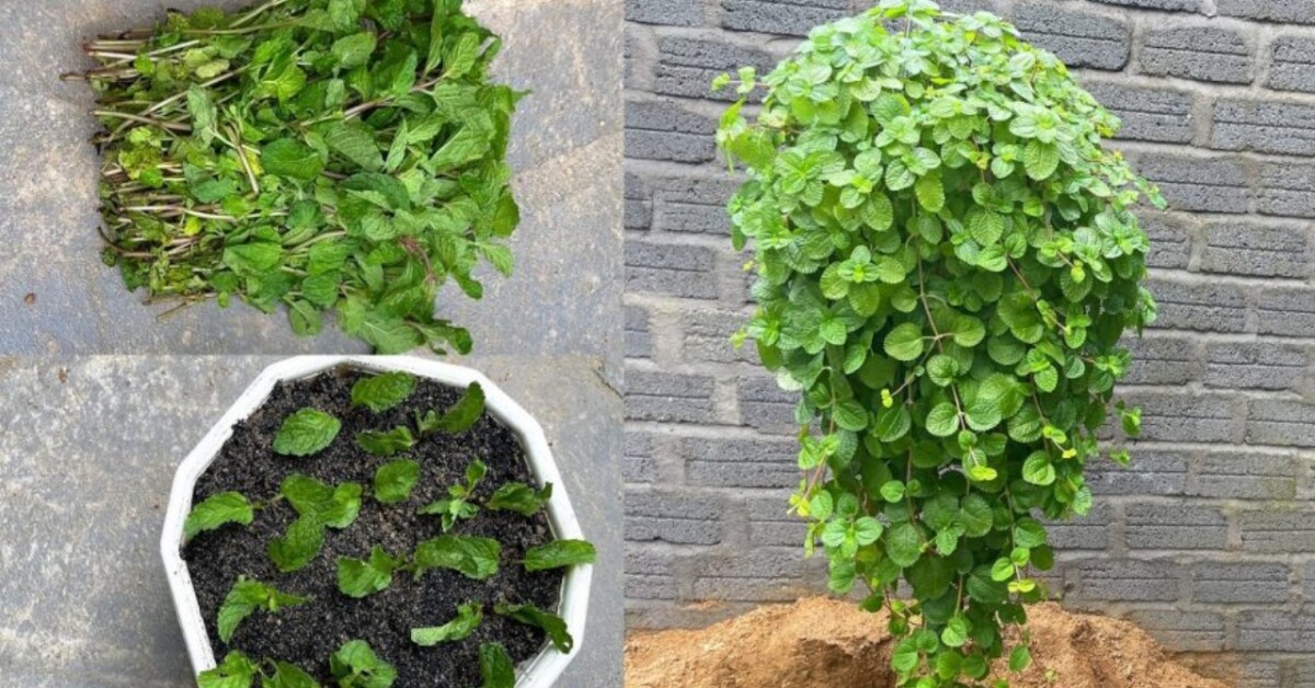 Semi Di Menta Piperita 0,1g | Erba Aromatica Da Balcone O Giardino | Facile Coltivazione | Cucina, Tè, Rimedi Naturali - Foto 6