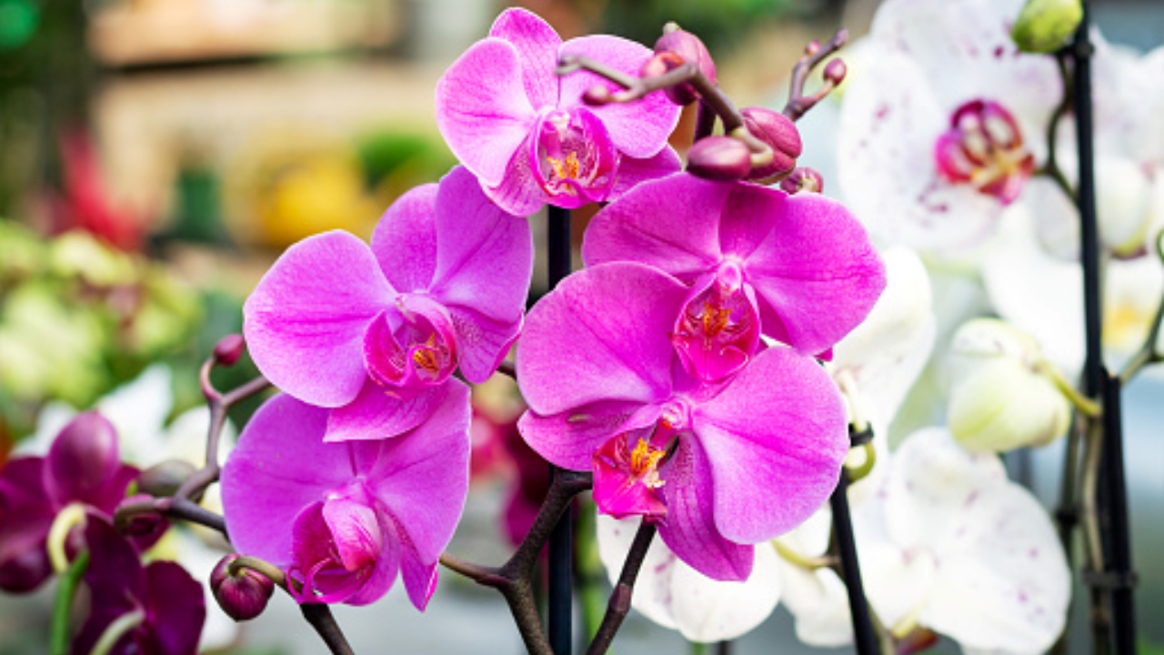 orchidea fiorita