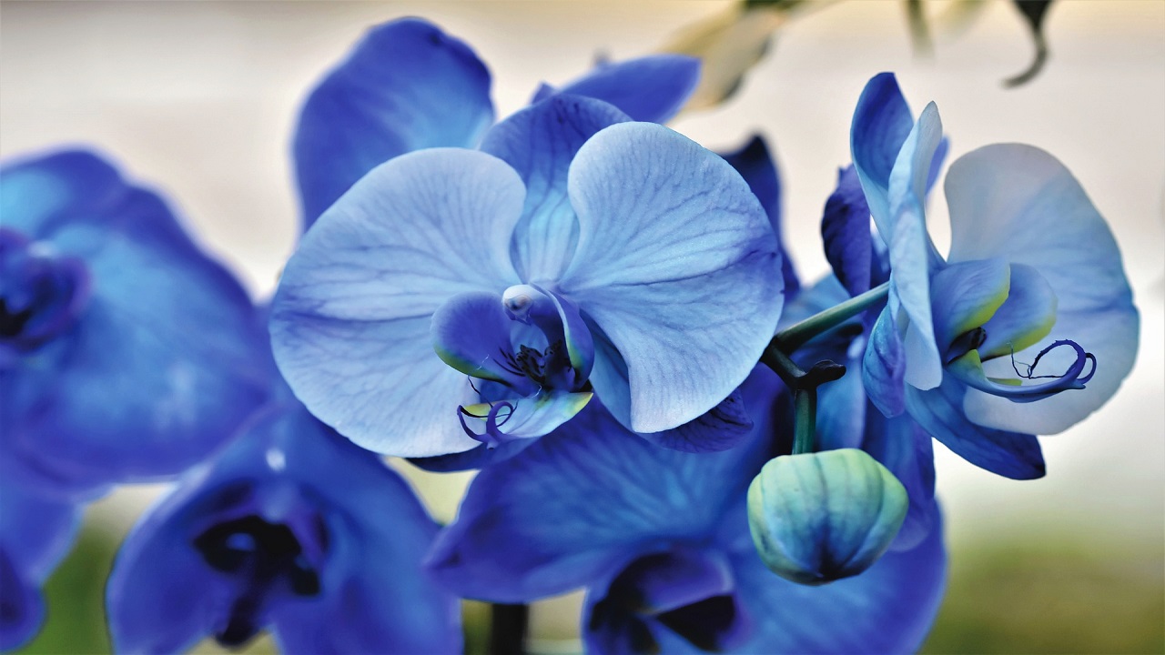 Pianta di orchidee blu