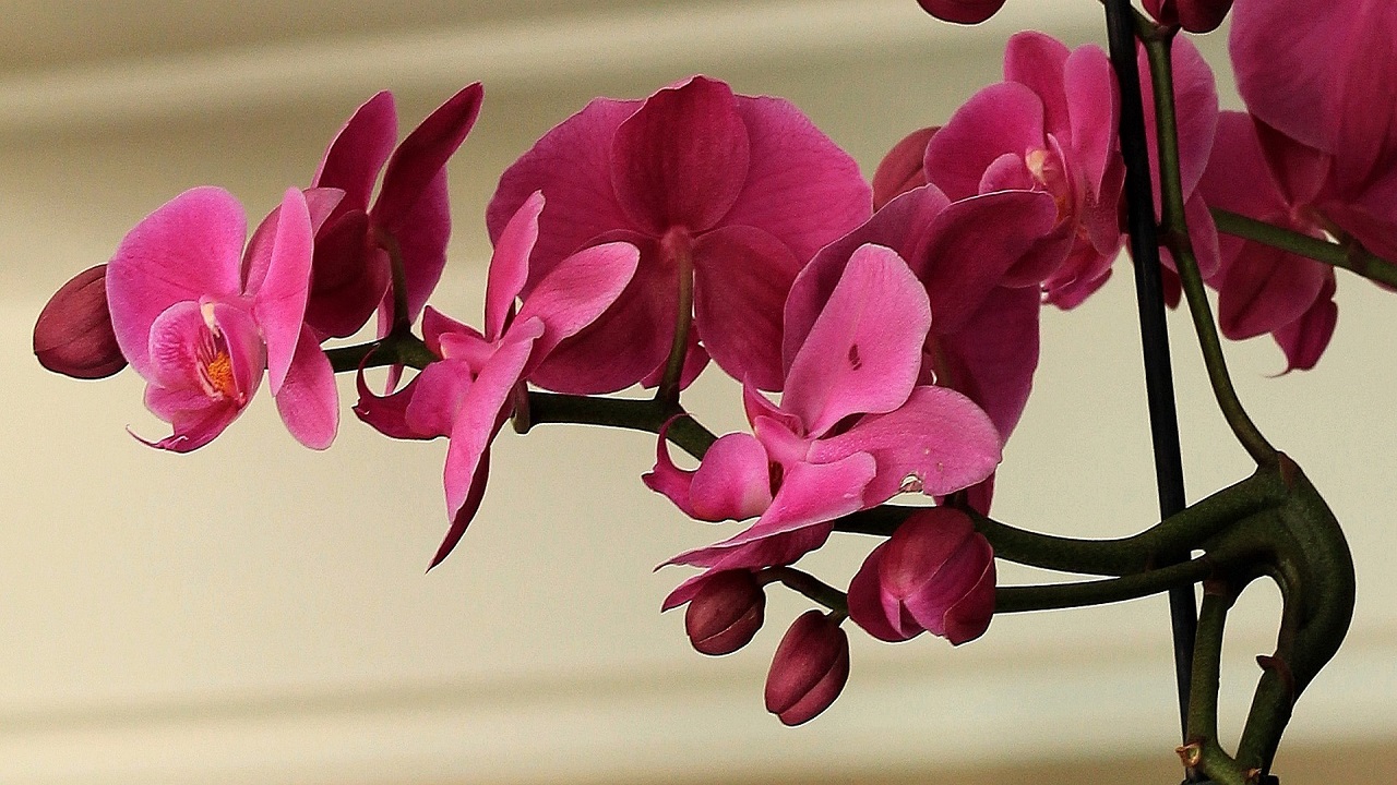 Pianta di orchidee rosa