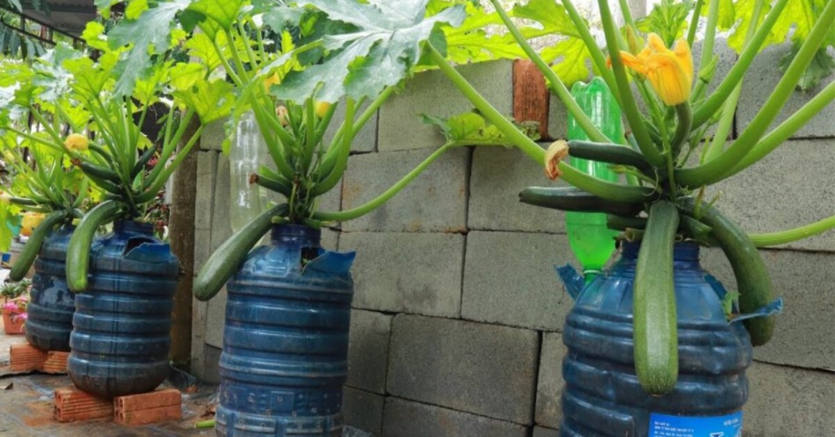 7 ortaggi facili da coltivare in vaso in casa
