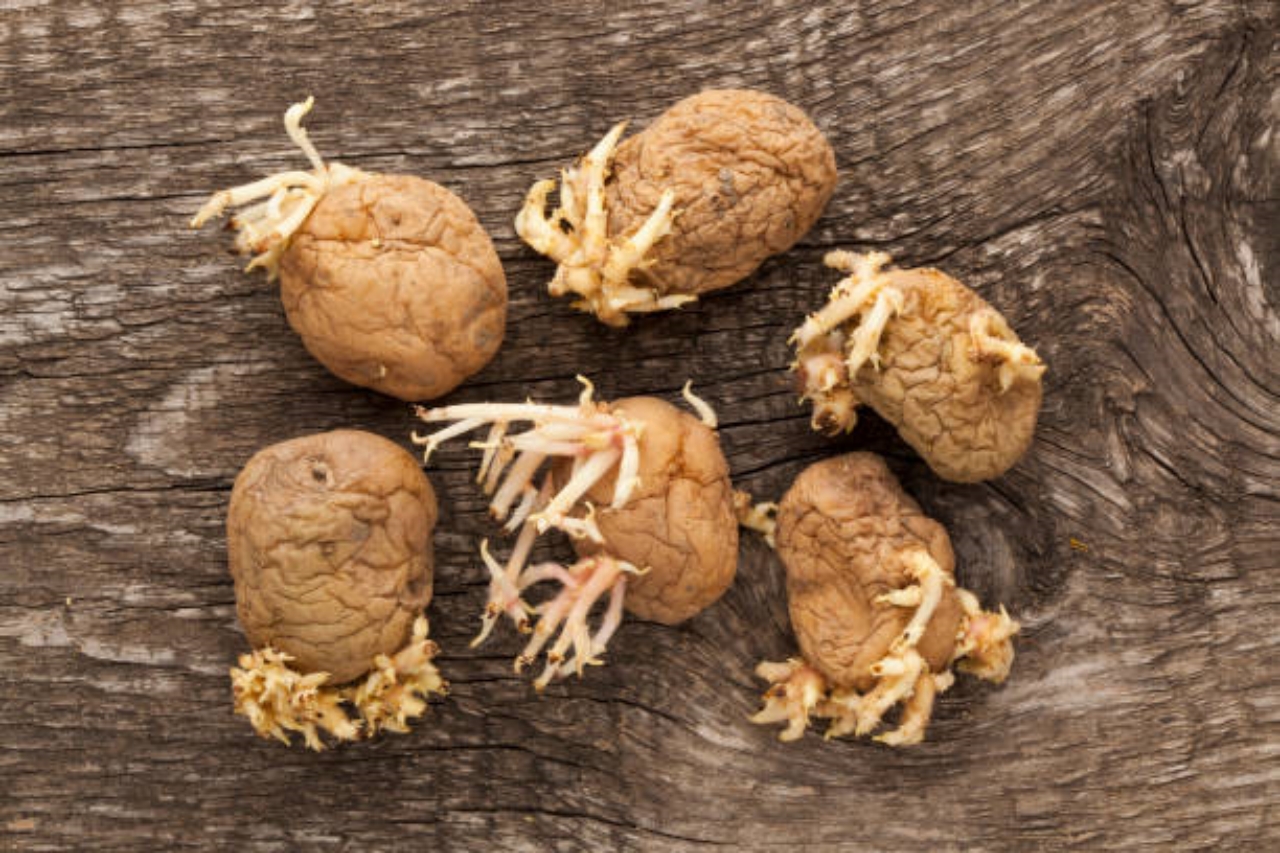 patate con germogli senza semi