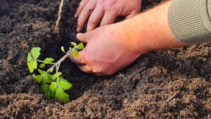 Piantare correttamente i pomodori: il segreto per un raccolto da paura!